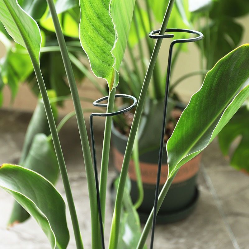 Anneau de piquet de Support de - Gardening Tools For Vines avis et prix