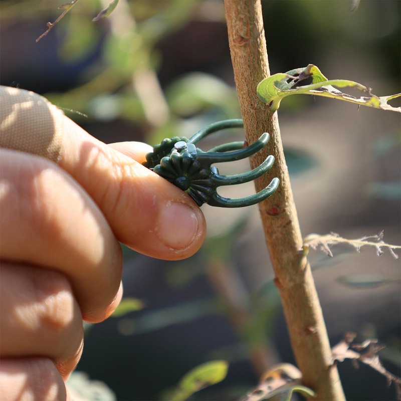 Clips de Soutien Mini en Gros  - Gardening Tools For Vines avis et prix